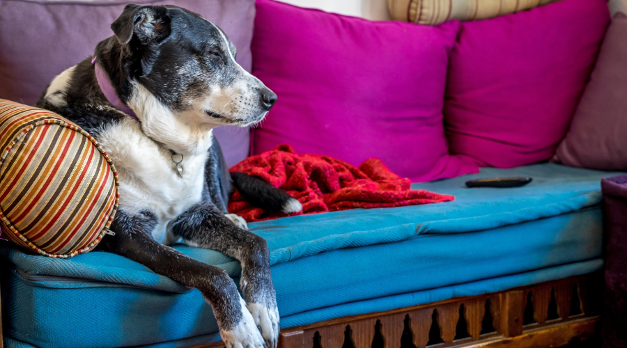 Keep Décor Safe and Pet-Proof