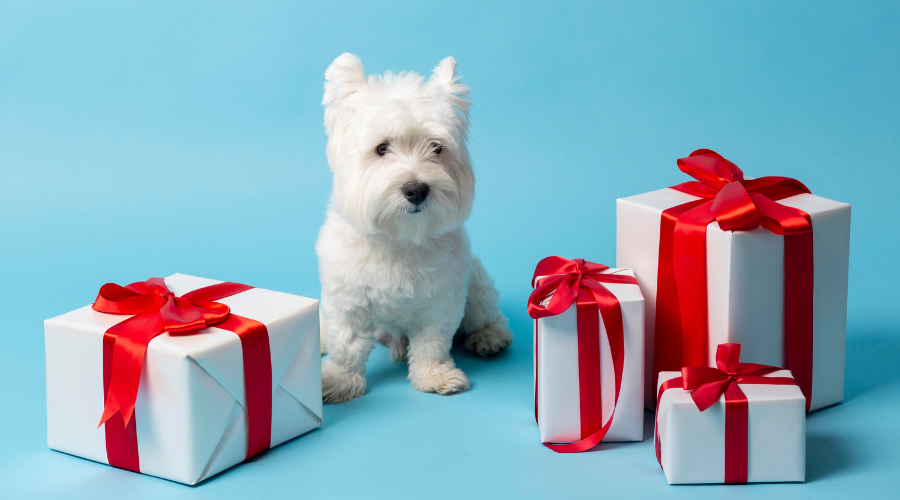 Top Subscription Boxes for Pets